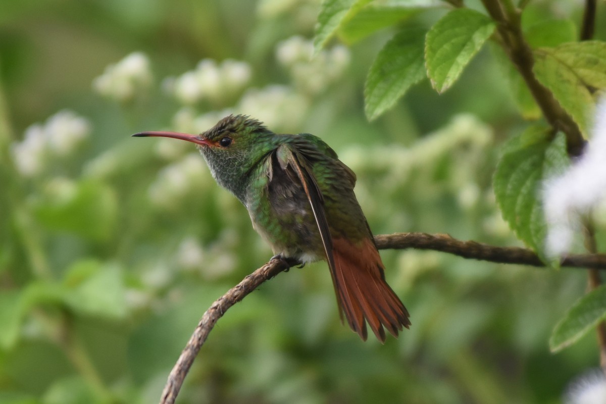 Rufous-tailed Hummingbird - Charles Shaffer