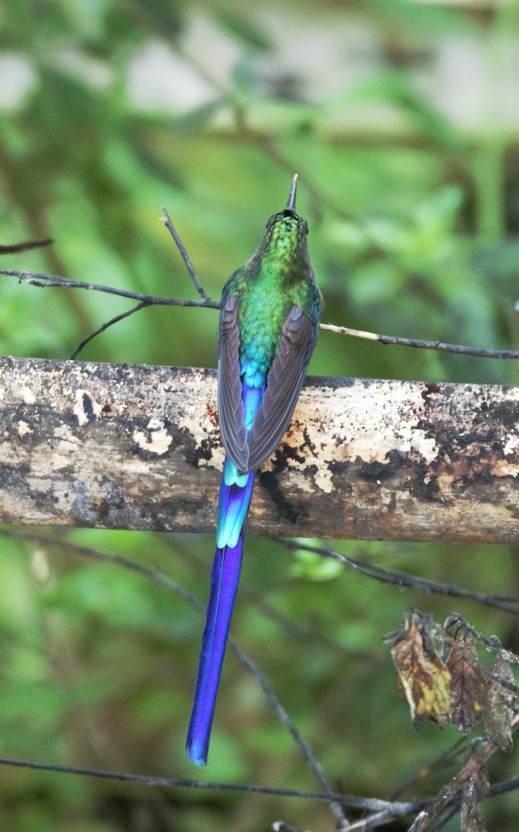 Violet-tailed Sylph - ML138360491