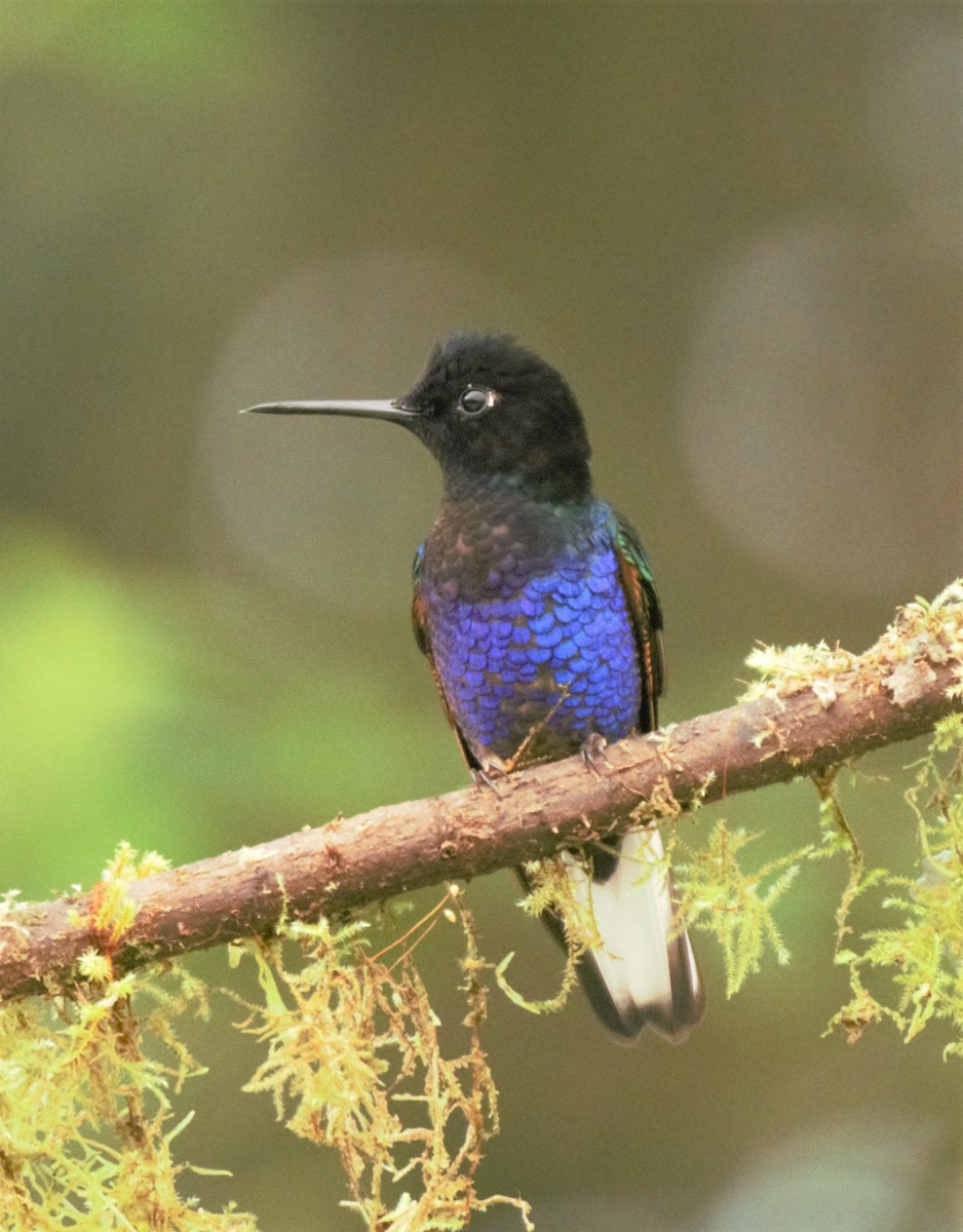 kolibřík hyacintový - ML138360841