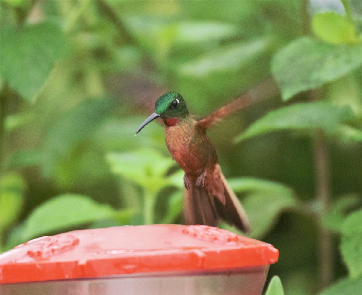 kolibřík hnědobřichý - ML138361031