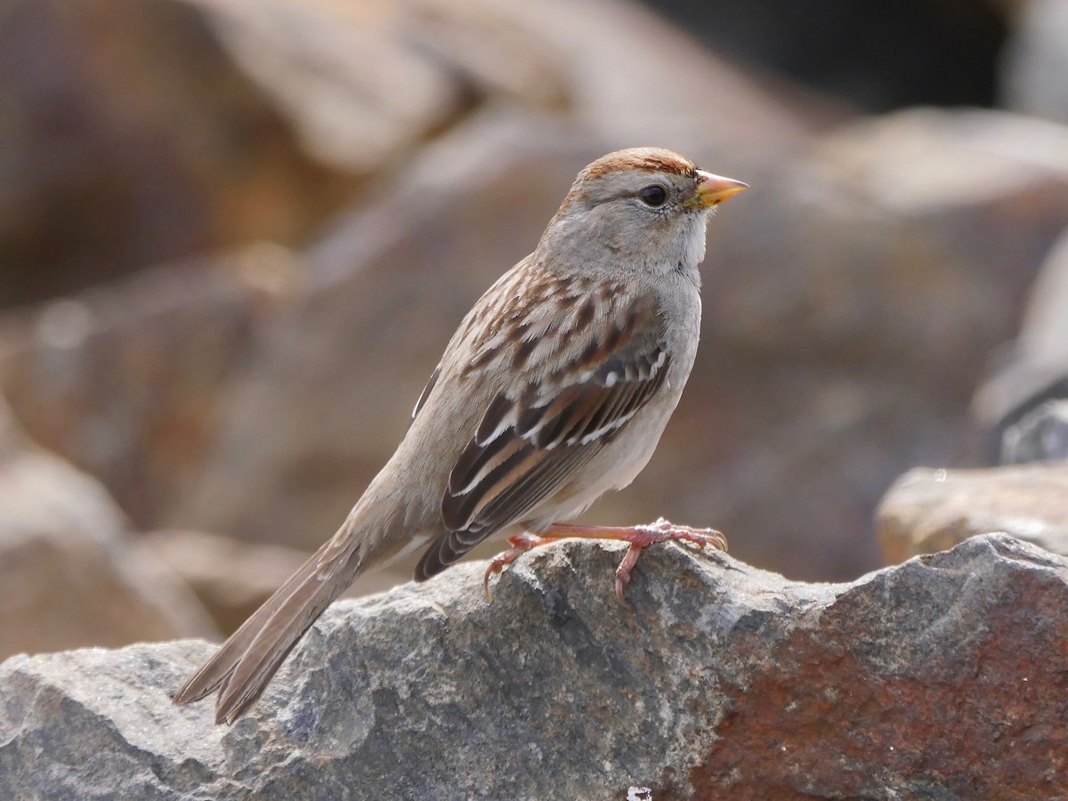 White-crowned Sparrow - Jeffrey Thomas