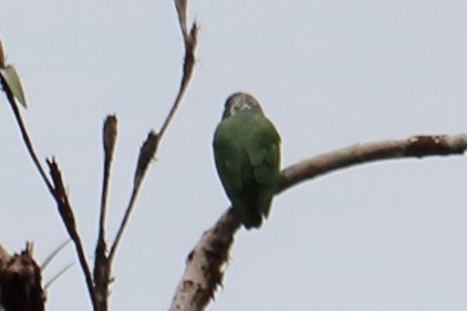 Speckle-faced Parrot (White-capped) - ML138371081