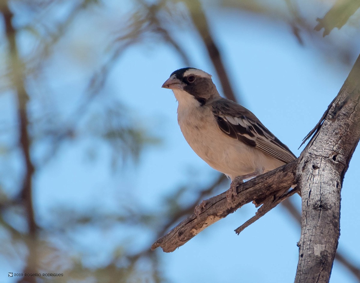 White-browed Sparrow-Weaver - ML138372011