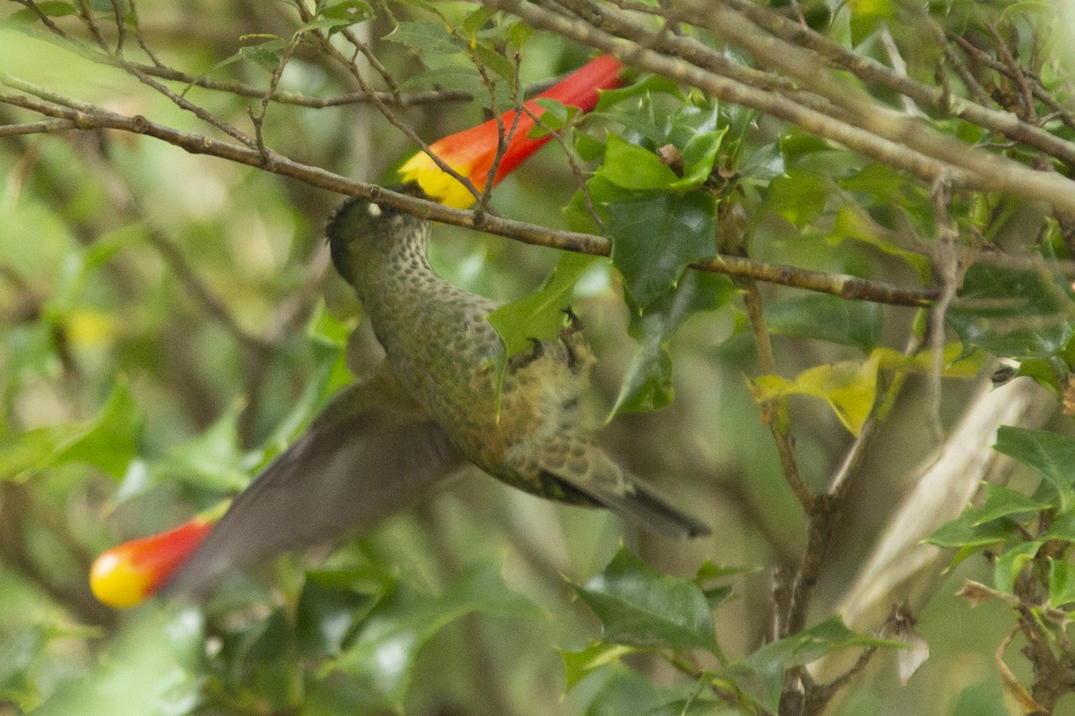 Green-backed Firecrown - ML138374741