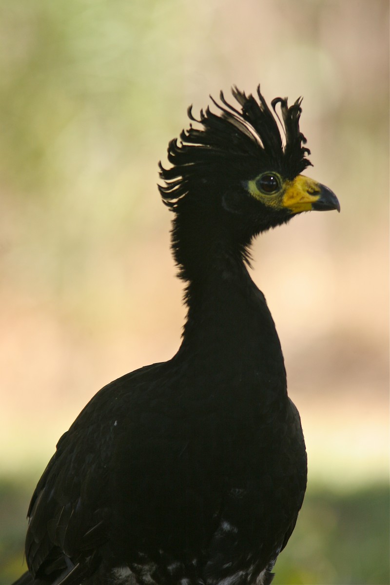 Bare-faced Curassow - Don Roberson
