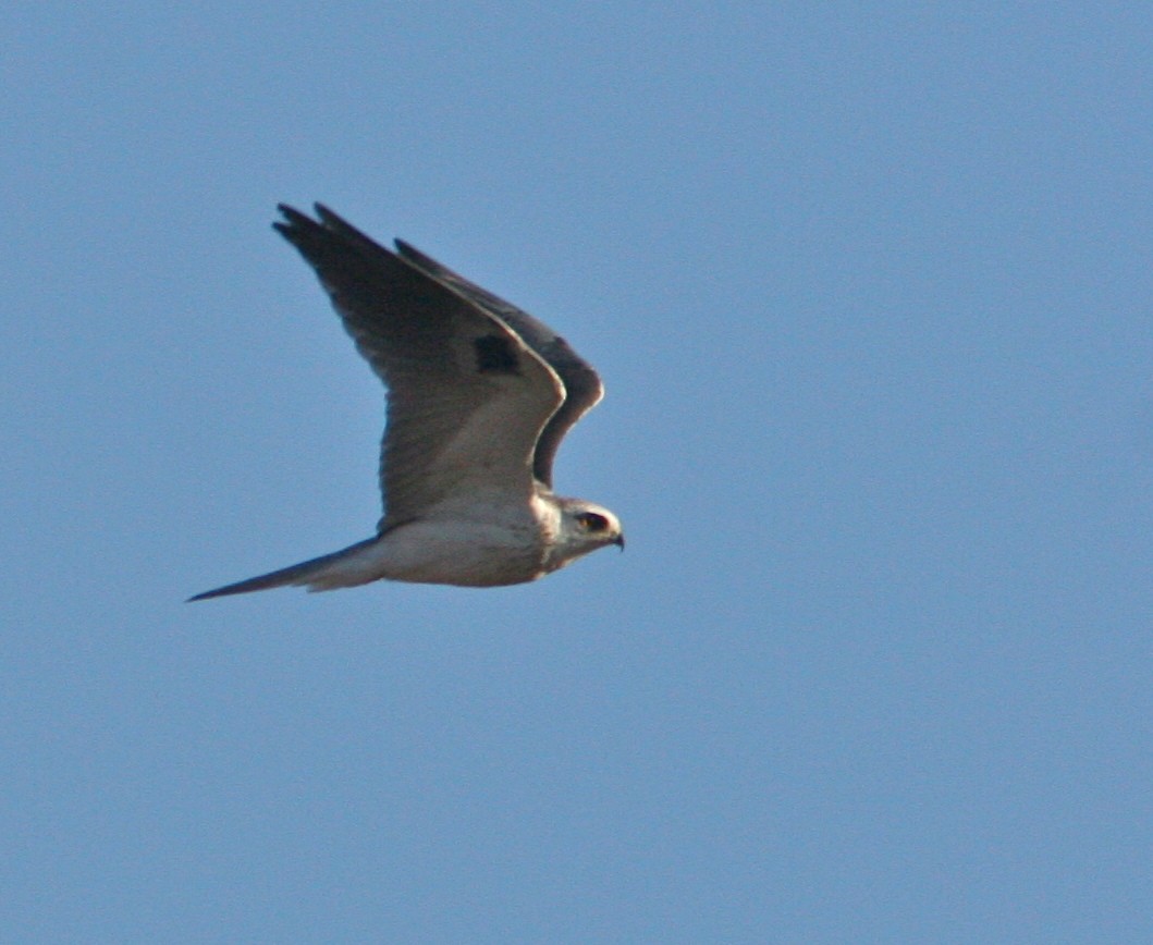 White-tailed Kite - Don Roberson