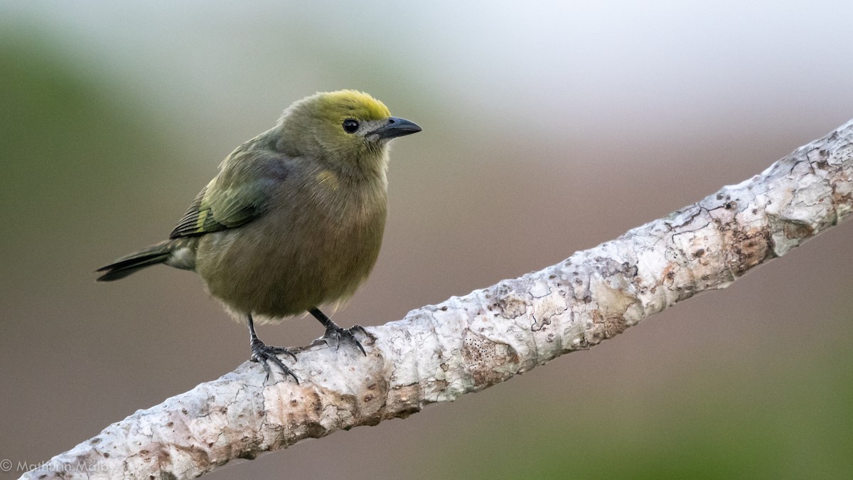 Palm Tanager - Mathurin Malby
