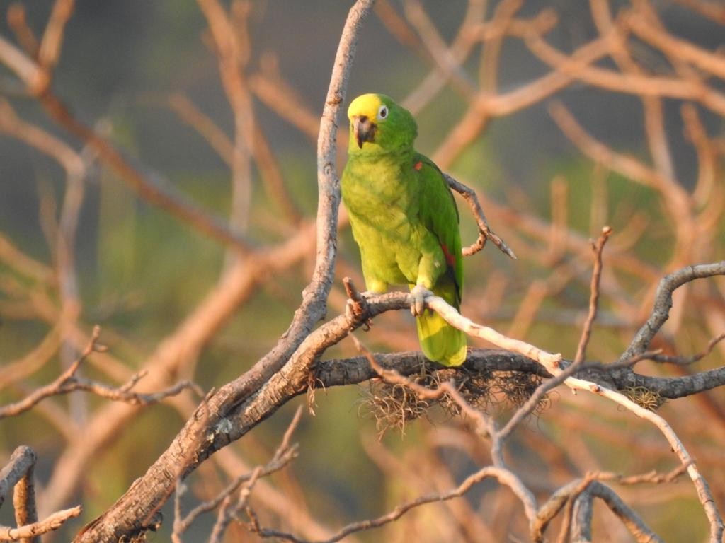 Yellow-crowned Parrot - ML138386071