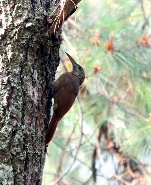 Strong-billed Woodcreeper - ML138386991