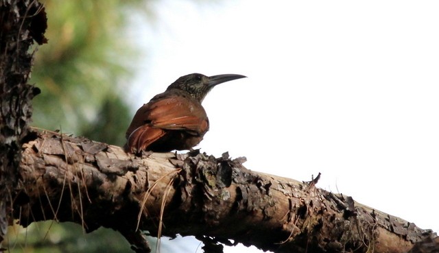 Strong-billed Woodcreeper - ML138387061