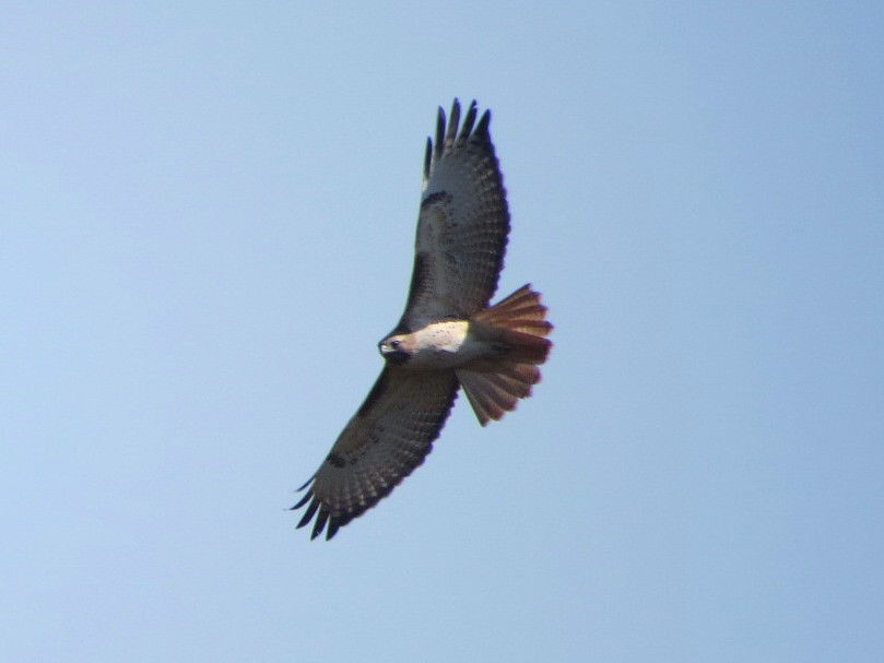 Red-tailed Hawk - ML138388051