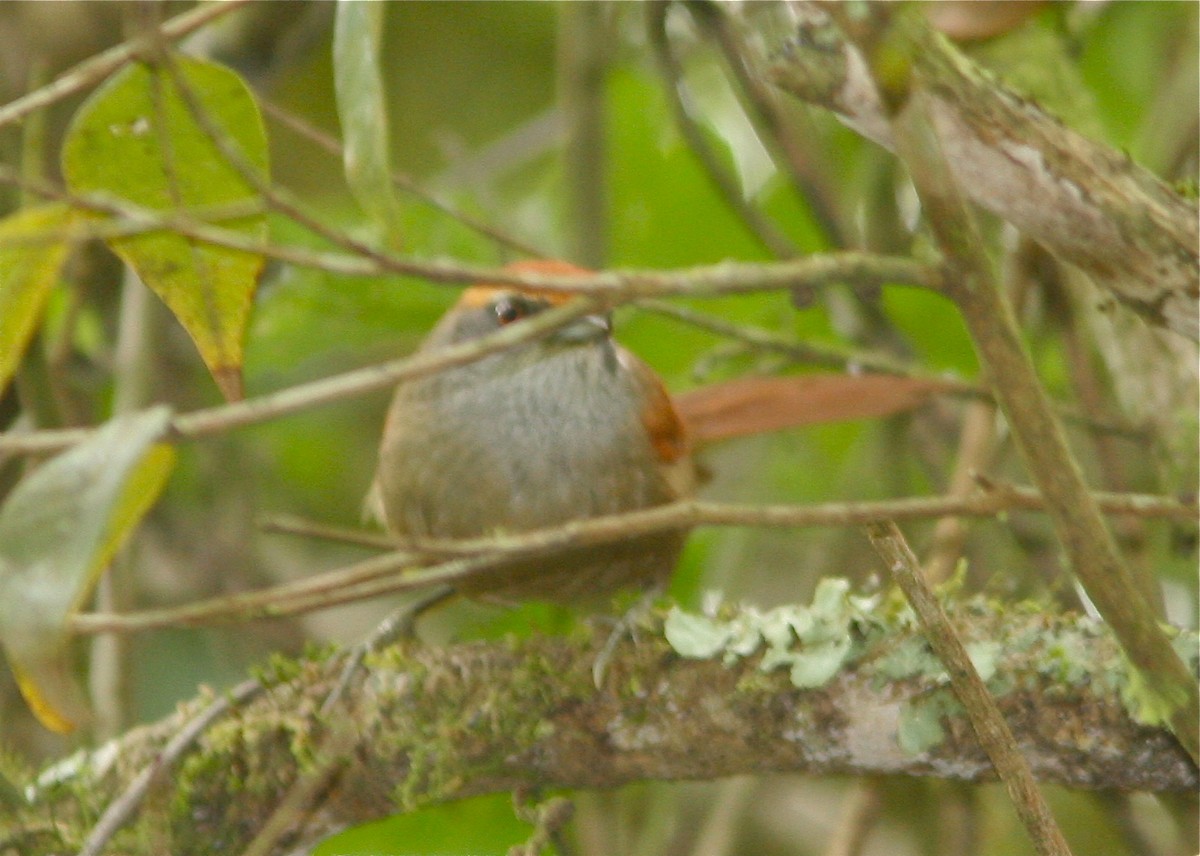 Rufous-capped Spinetail - Don Roberson