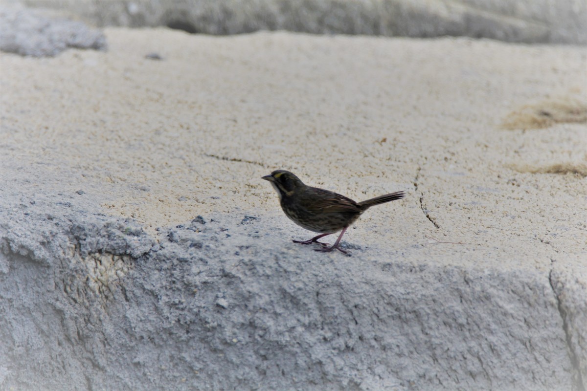 Seaside Sparrow - Ed Vigezzi
