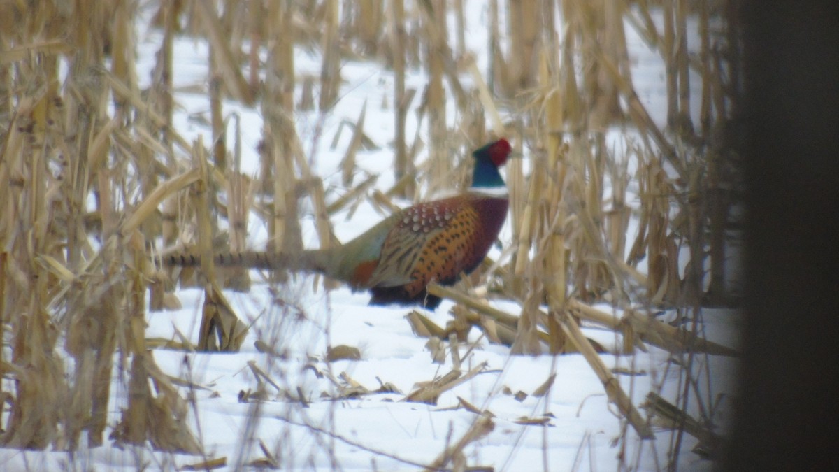 Ring-necked Pheasant - Carrie Voss