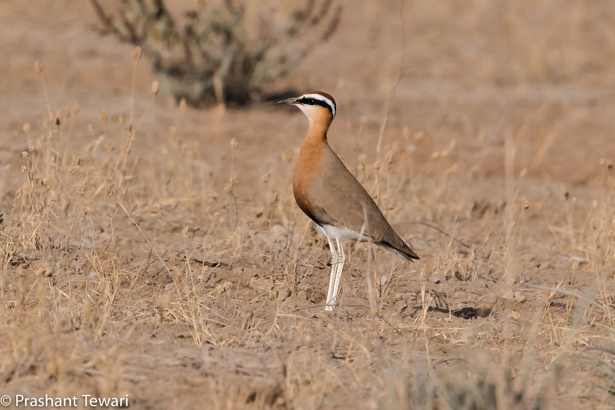 Indian Courser - ML138392051