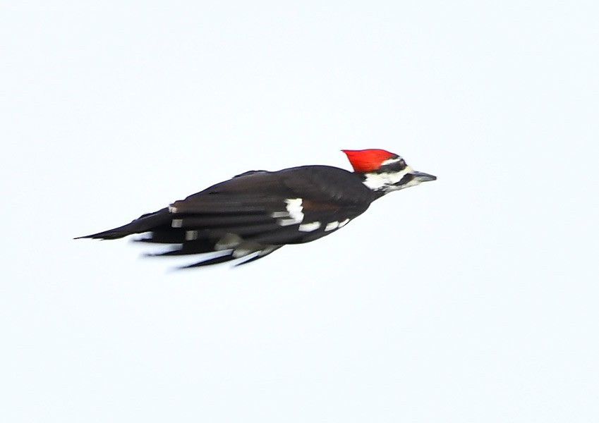 Pileated Woodpecker - Doug Orama