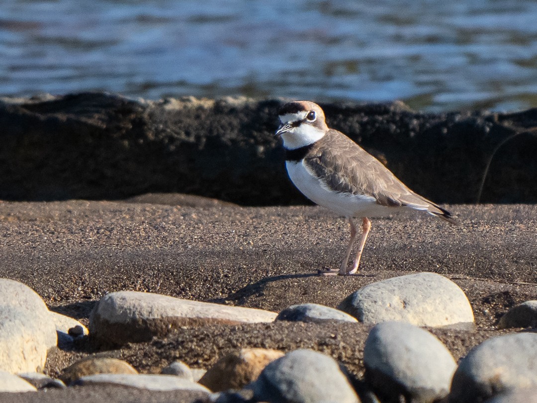 Collared Plover - ML138393371