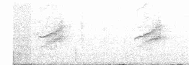 White-banded Tyrannulet - ML138394201