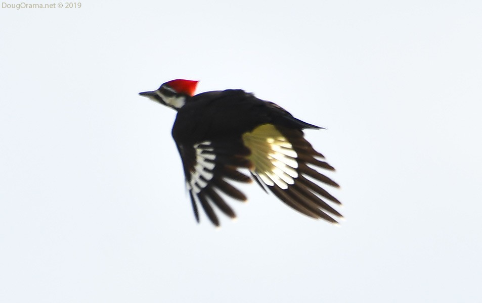 Pileated Woodpecker - ML138394351