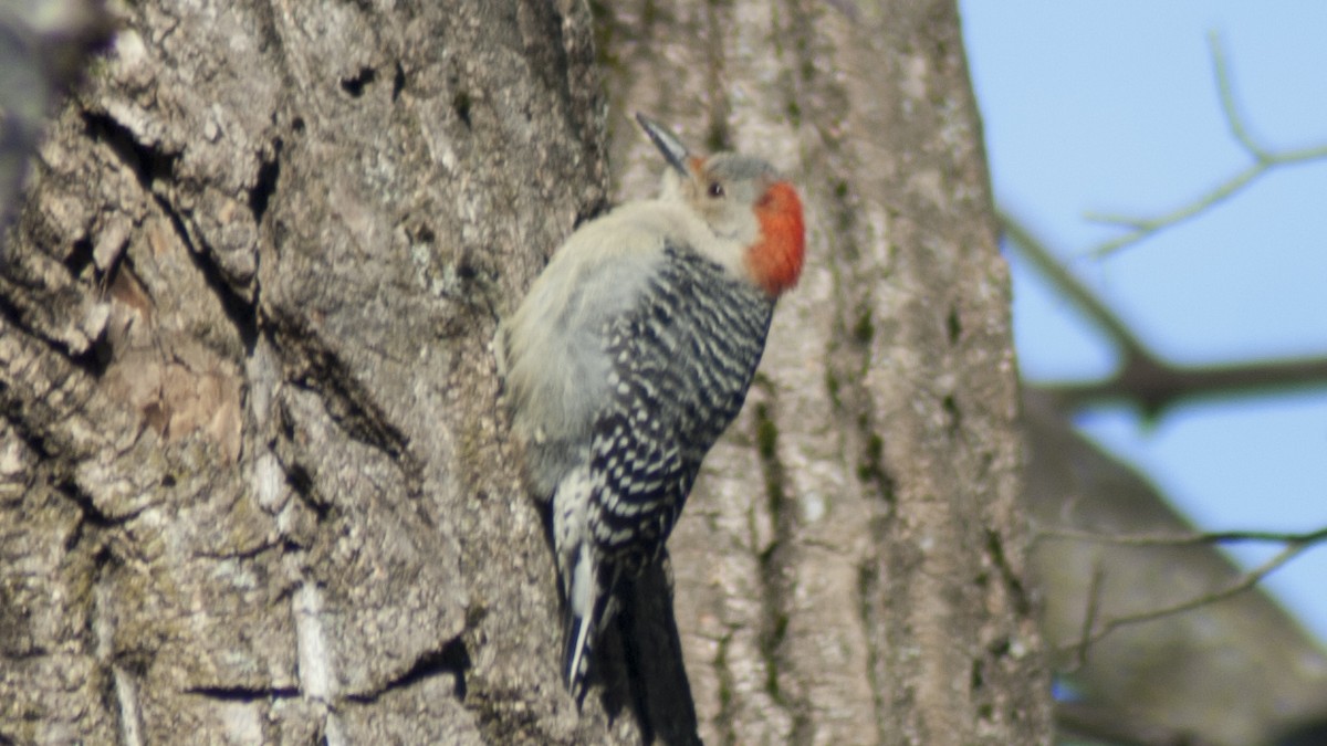 Red-bellied Woodpecker - ML138394891
