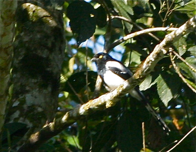 Magpie Tanager - ML138396001