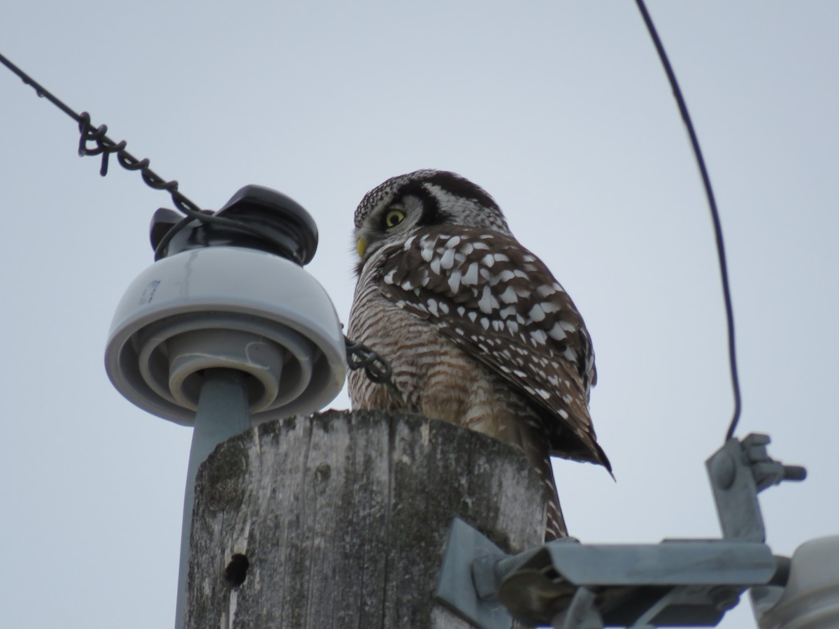 Northern Hawk Owl - ML138399401