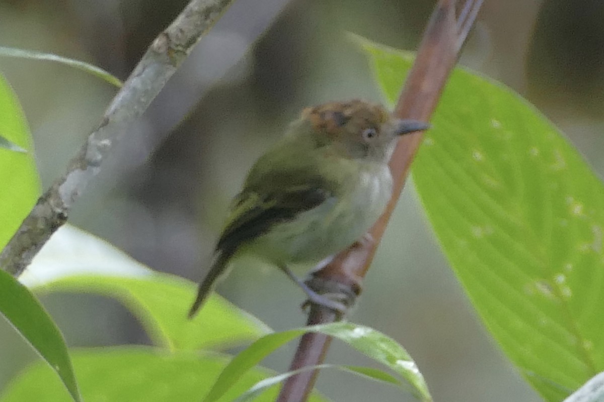 Scale-crested Pygmy-Tyrant - ML138400151
