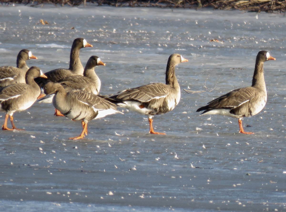 Greater White-fronted Goose - ML138400531