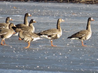 Greater White-fronted Goose, ML138400531