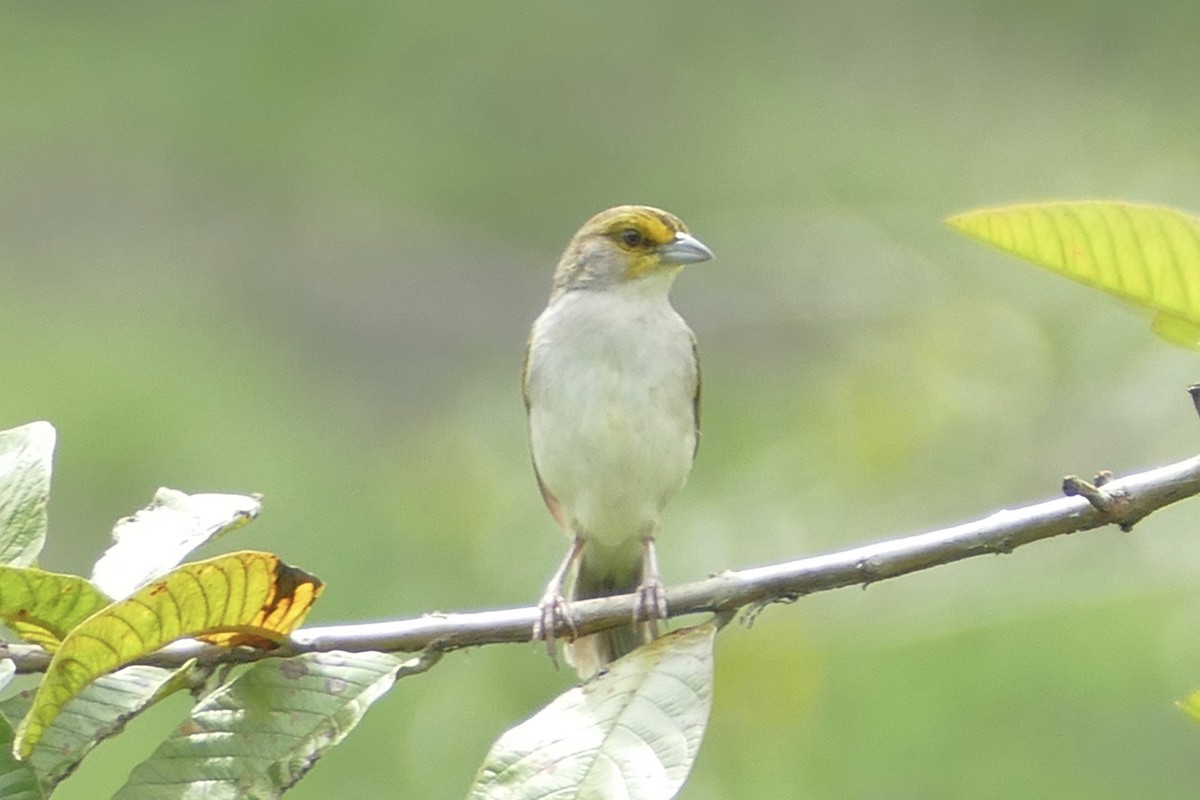 Yellow-browed Sparrow - Peter Kaestner