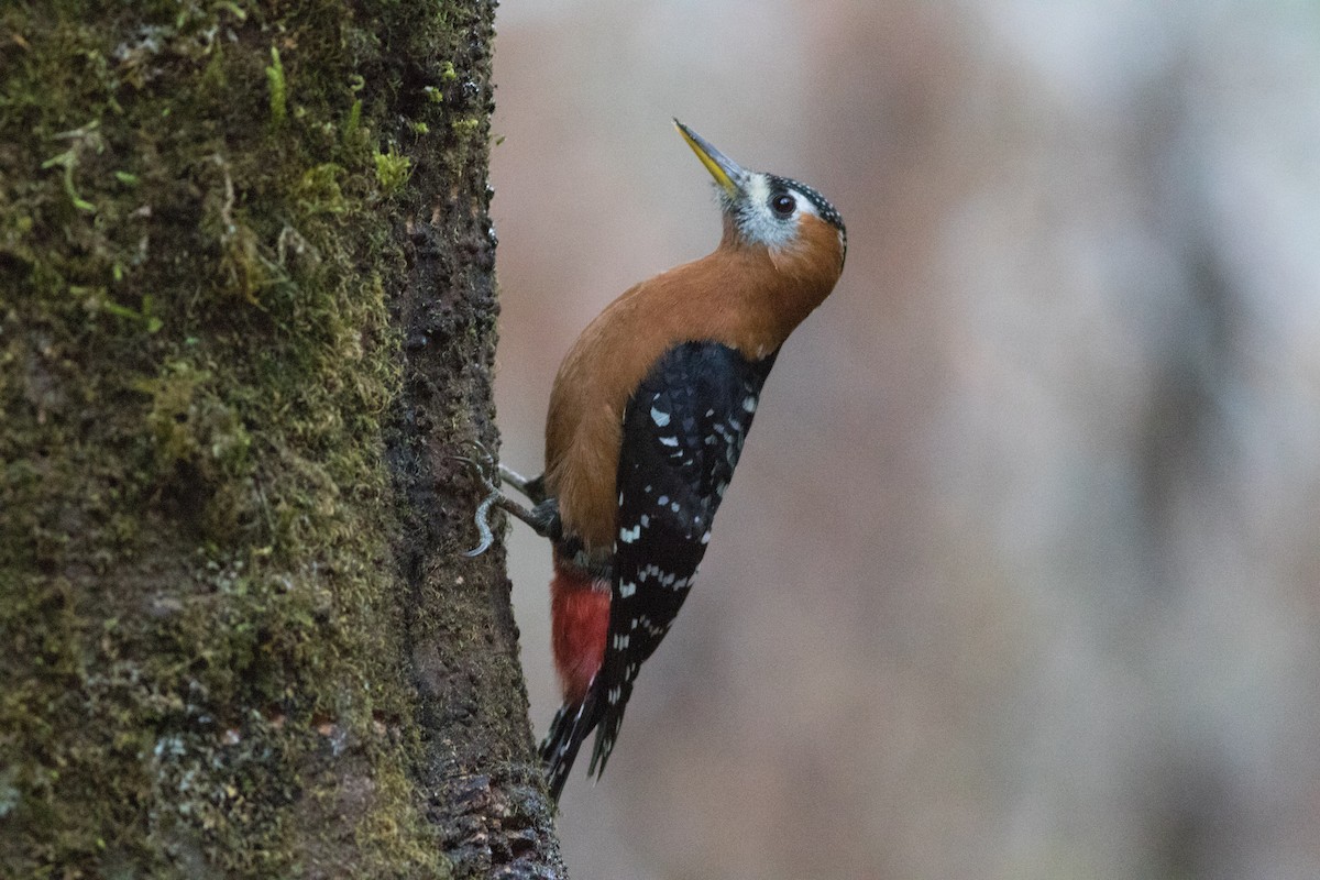Rufous-bellied Woodpecker - ML138403951