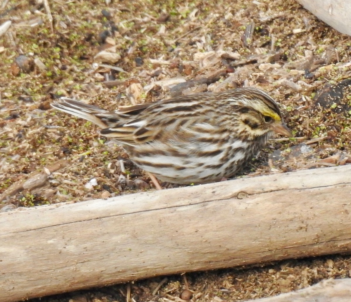 Savannah Sparrow - ML138404451