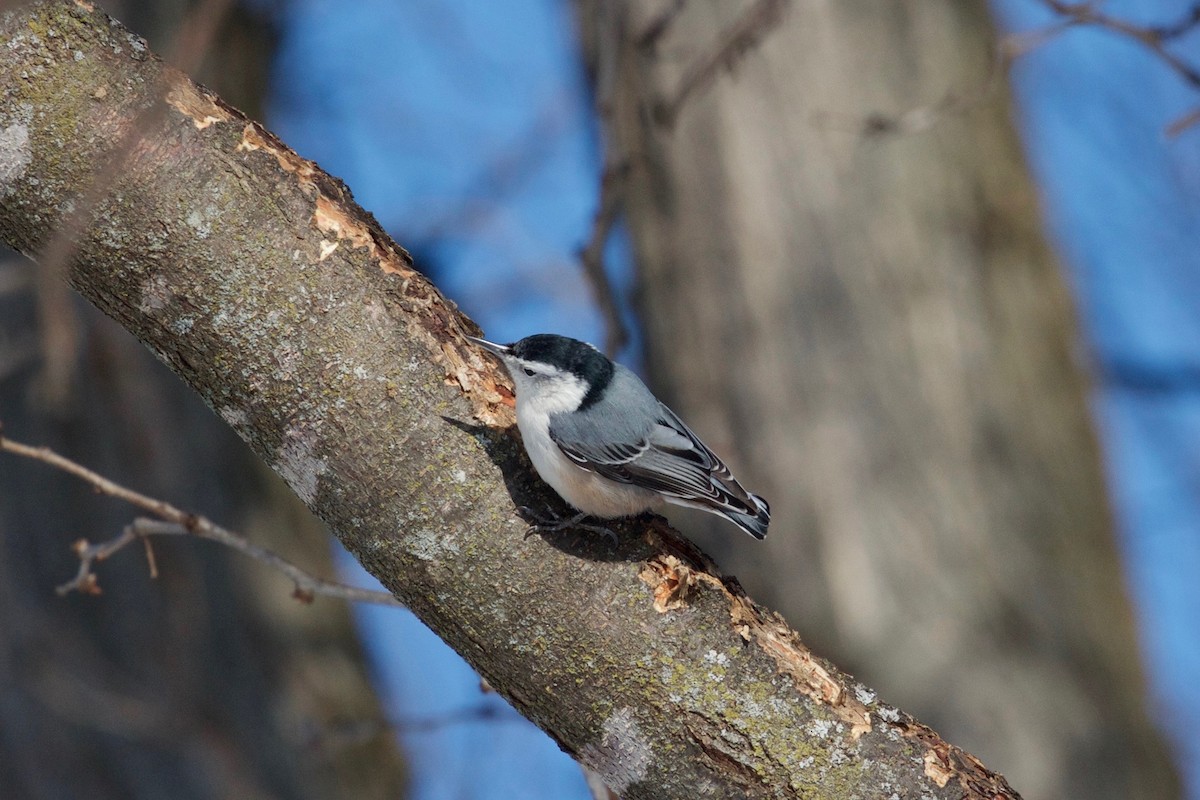 White-breasted Nuthatch - ML138404821