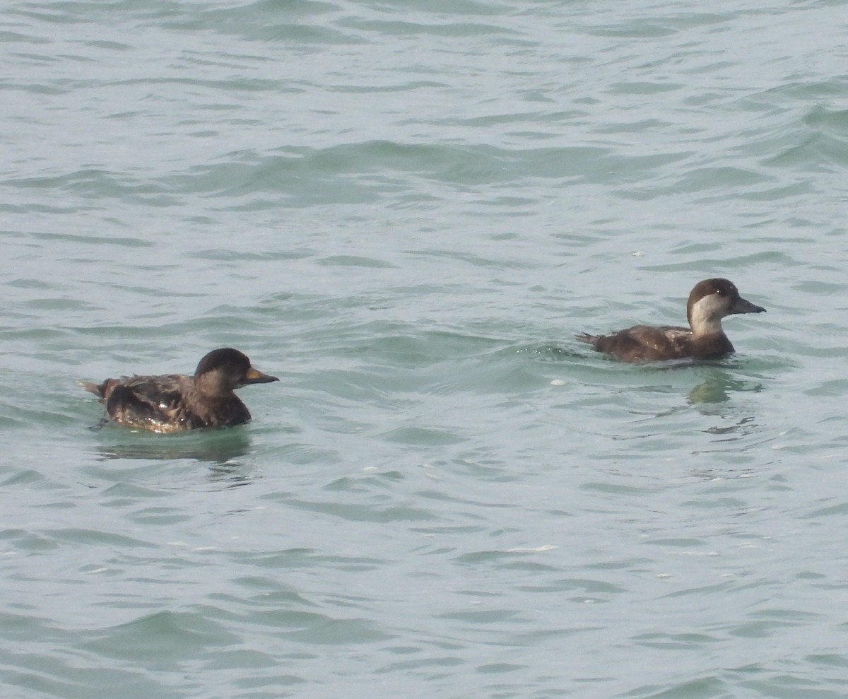 Black Scoter - Pair of Wing-Nuts