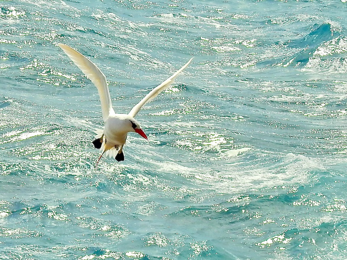 Red-tailed Tropicbird - Michael Young