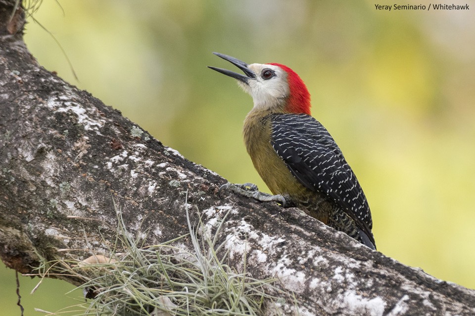Jamaican Woodpecker - ML138409491