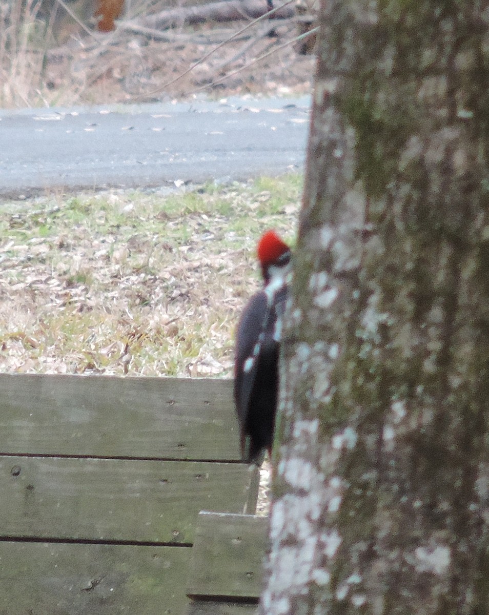 Pileated Woodpecker - Jay Huner