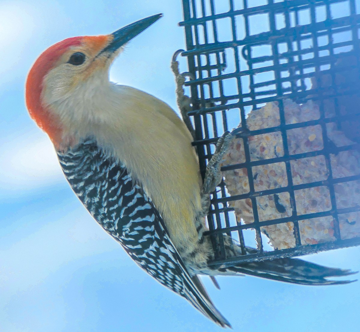 Red-bellied Woodpecker - ML138411231