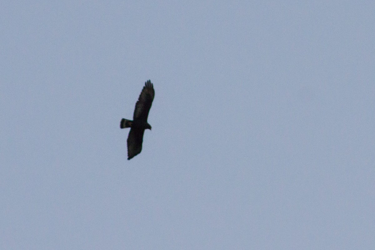 Zone-tailed Hawk - Maickerson Campos García