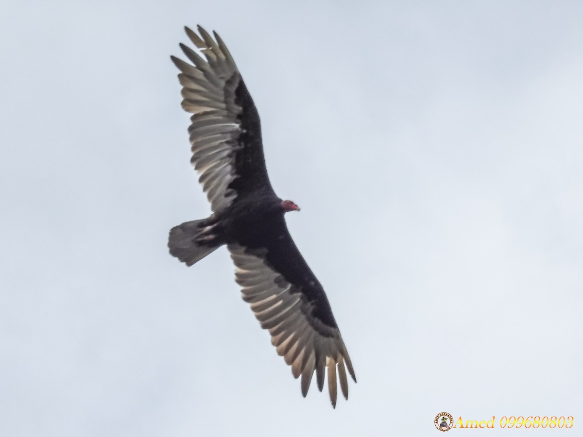 Turkey Vulture - ML138413661
