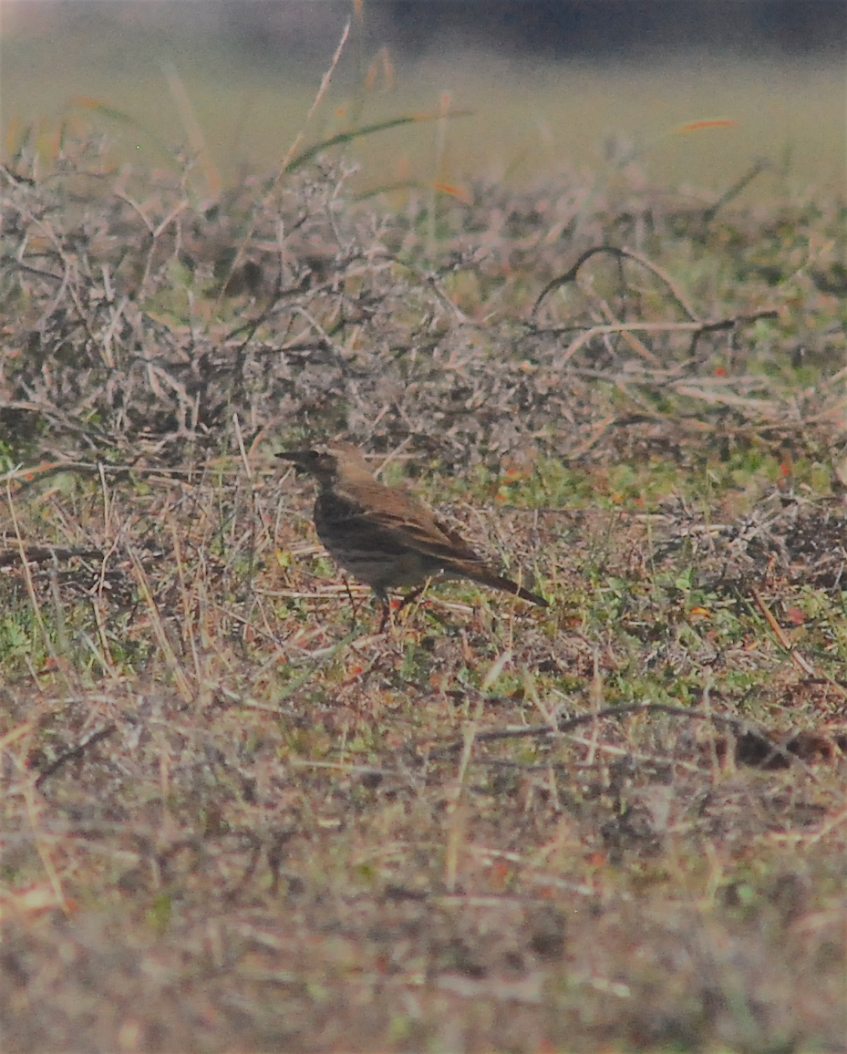 American Pipit - Anonymous
