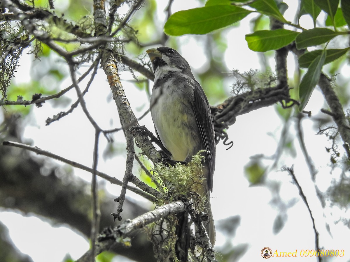 Double-collared Seedeater - ML138414551