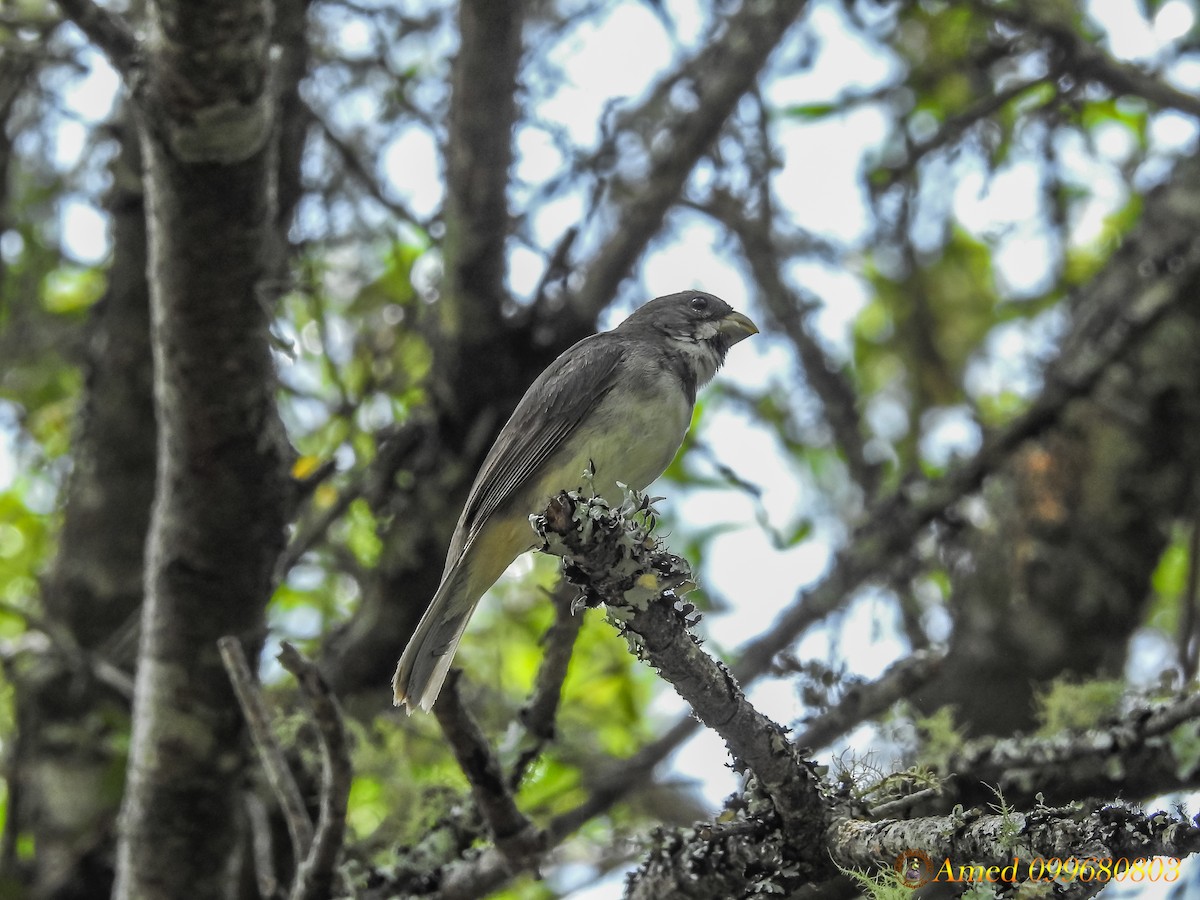 Double-collared Seedeater - ML138414571