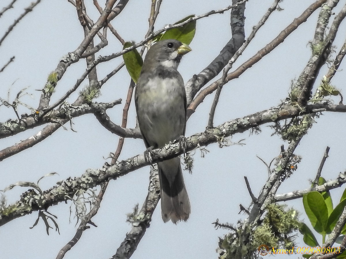 Double-collared Seedeater - ML138414581