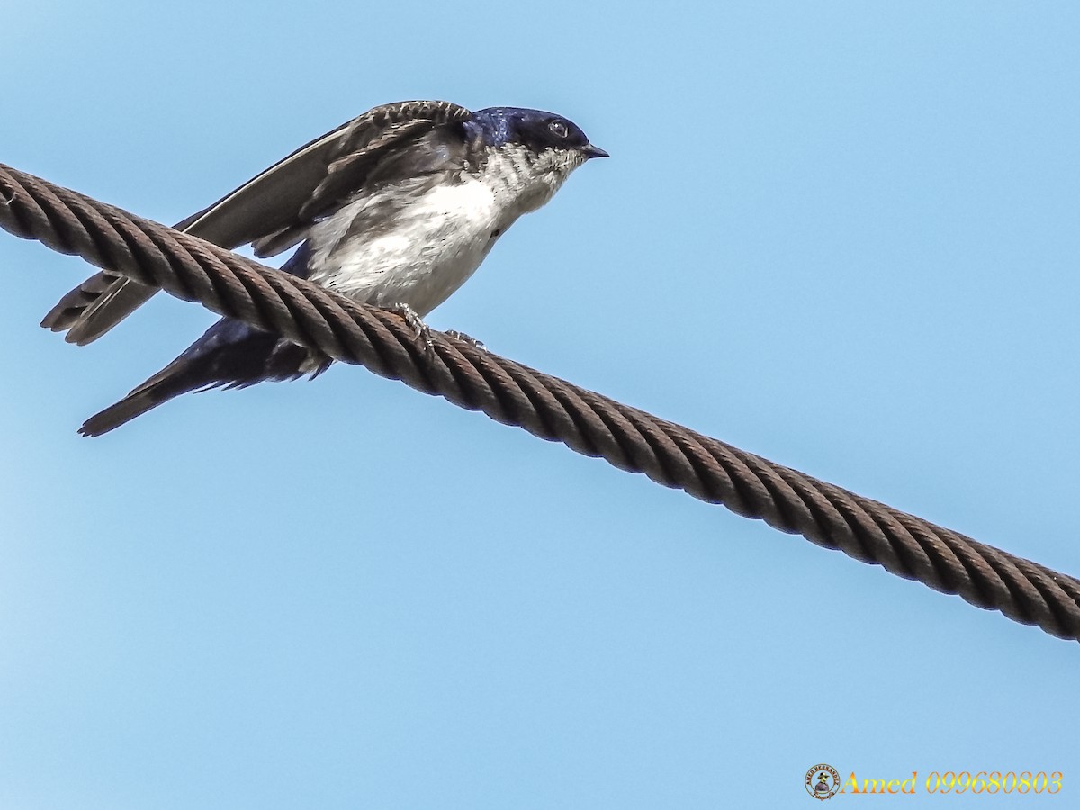 Blue-and-white Swallow - ML138414711