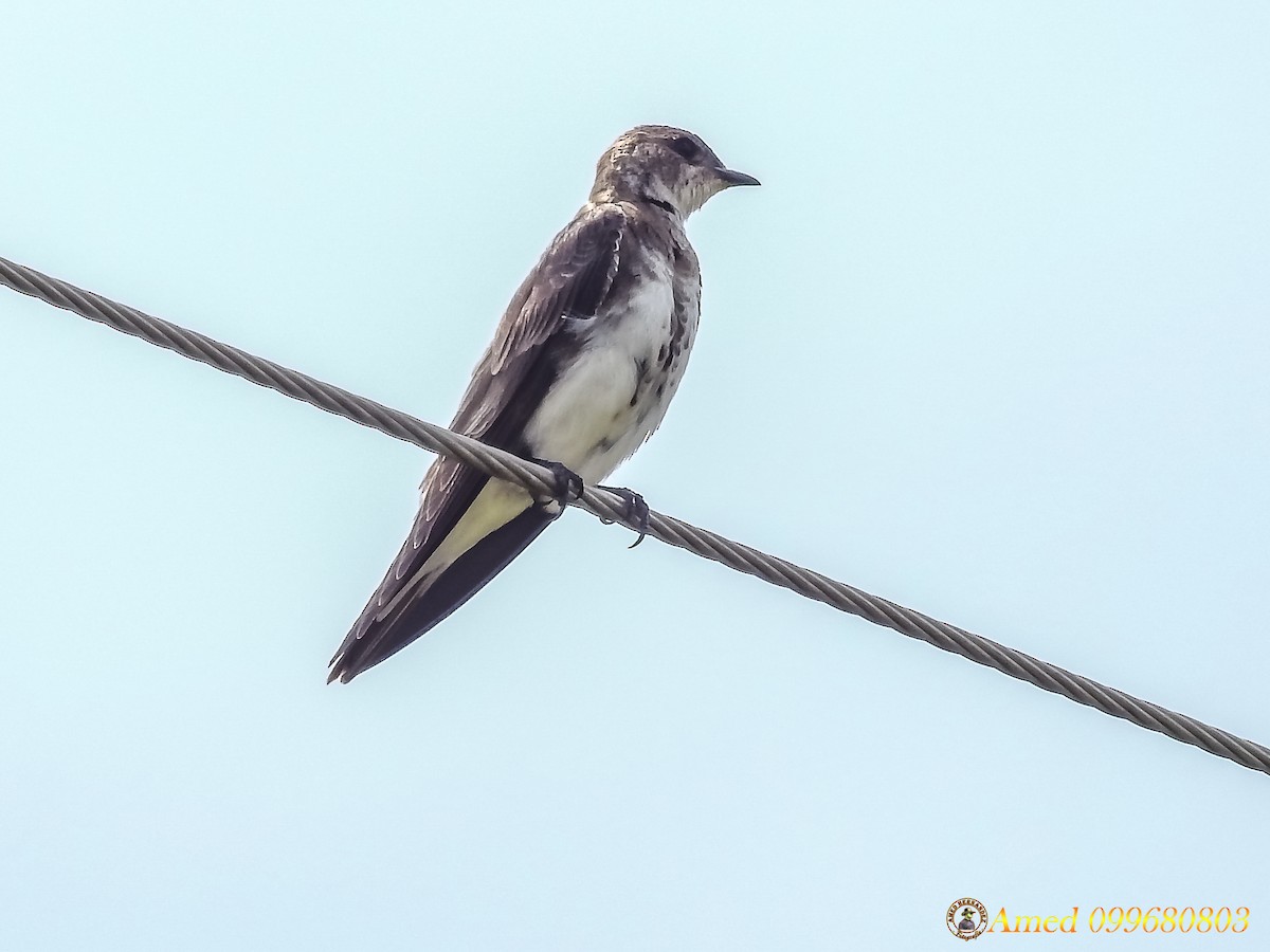 Brown-chested Martin - ML138414781