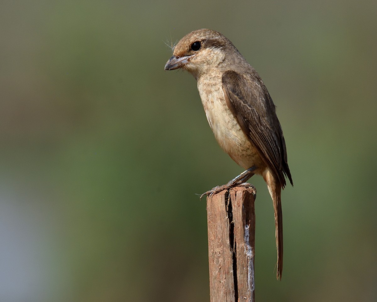 Brown Shrike - Mallika Rajasekaran