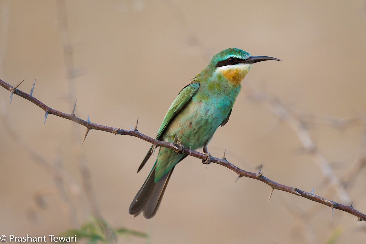 Blue-cheeked Bee-eater - ML138416371
