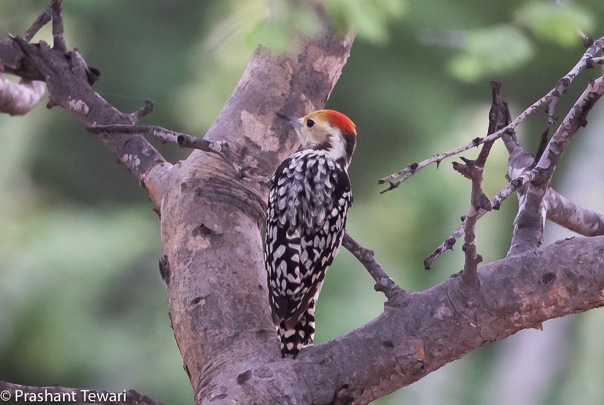 Yellow-crowned Woodpecker - Prashant Tewari