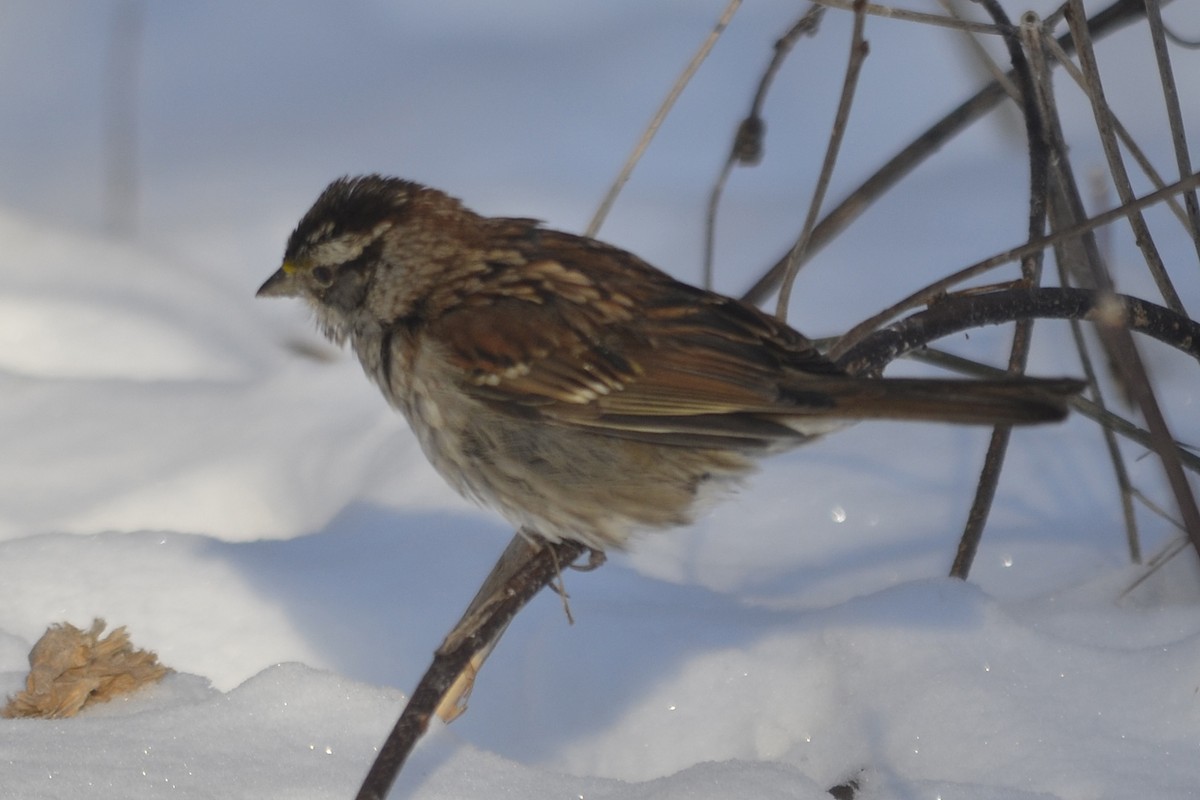 White-throated Sparrow - Larry Clarfeld
